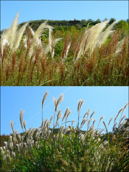 파란하늘과 바람에 흔들리는 갈대 